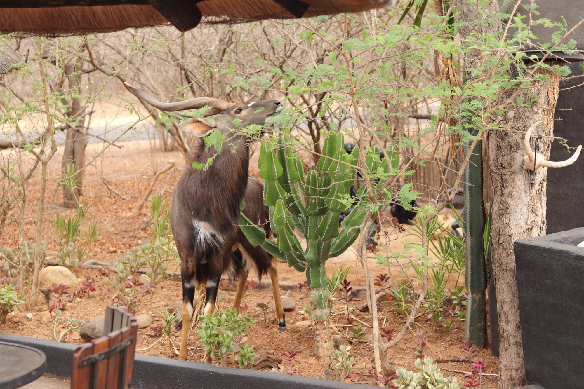 African Rock Lodge Hoedspruit Kültér fotó