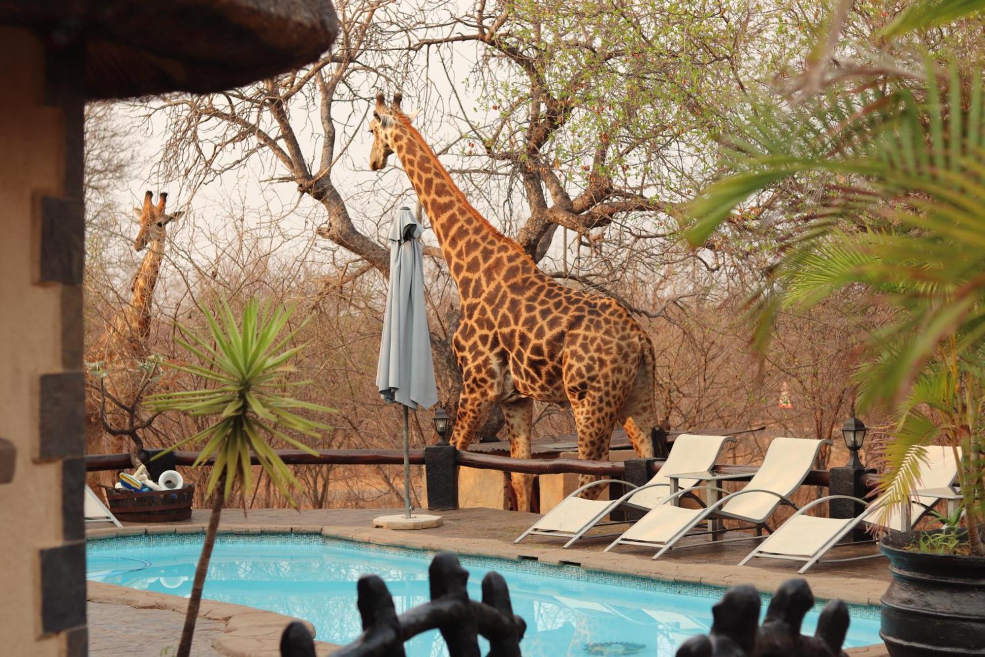 African Rock Lodge Hoedspruit Kültér fotó